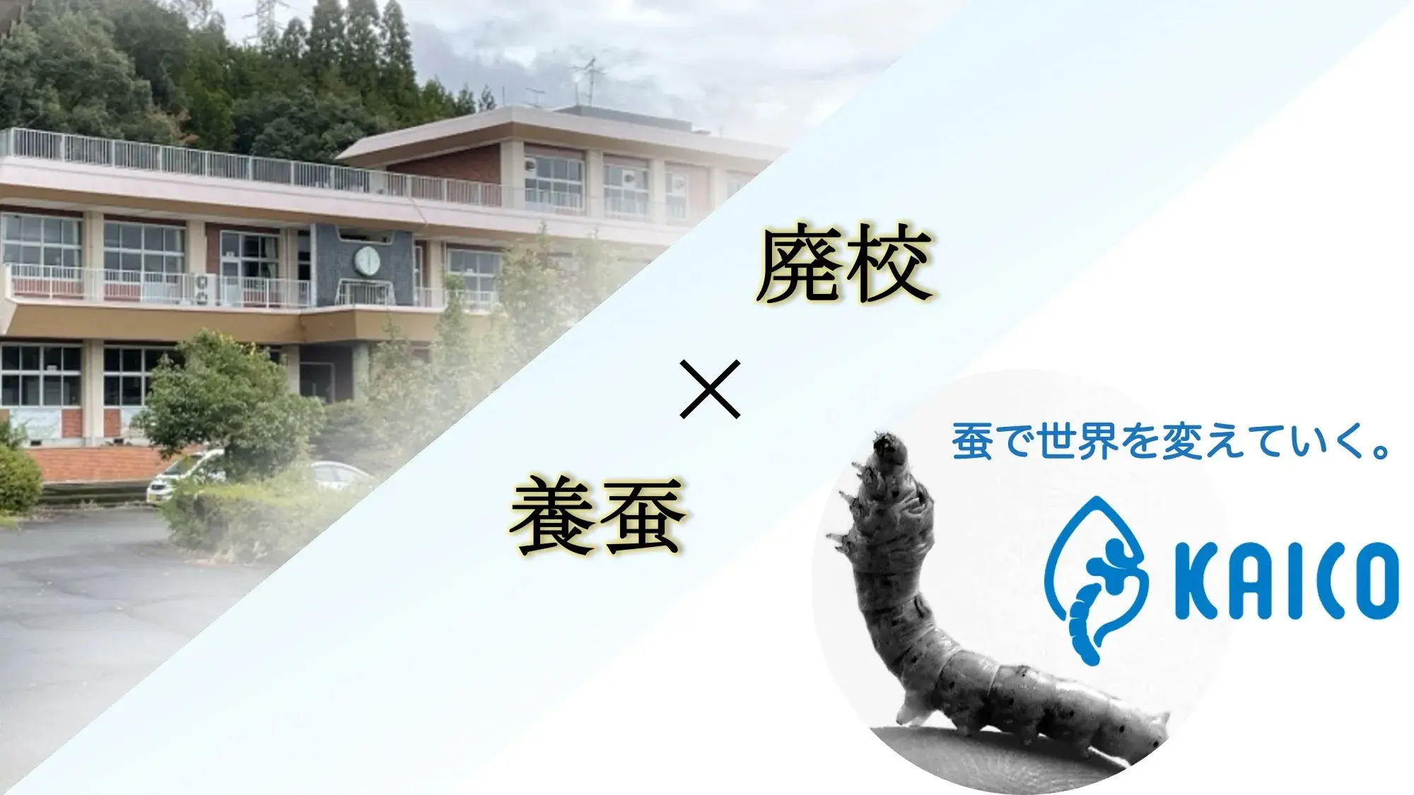 Dự án nuôi tằm dùng trường bỏ hoang Kumamoto