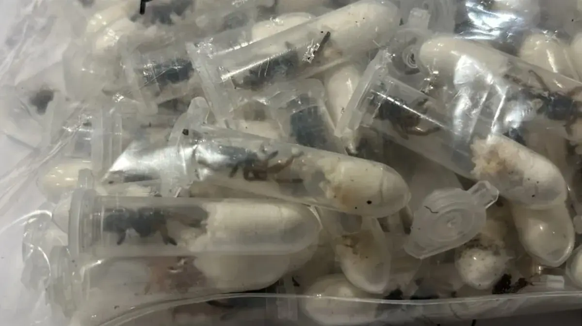 1500 cá thể nhện Tarantula nhập lậu vào Đức