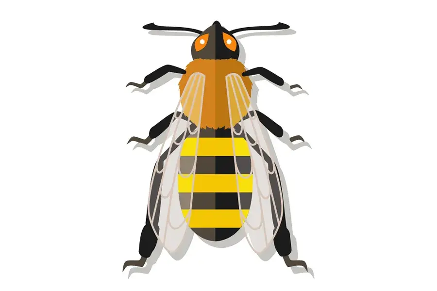 Cha con người Mỹ tử vong do ong bắp cày đốt khi đu dây ở Lào