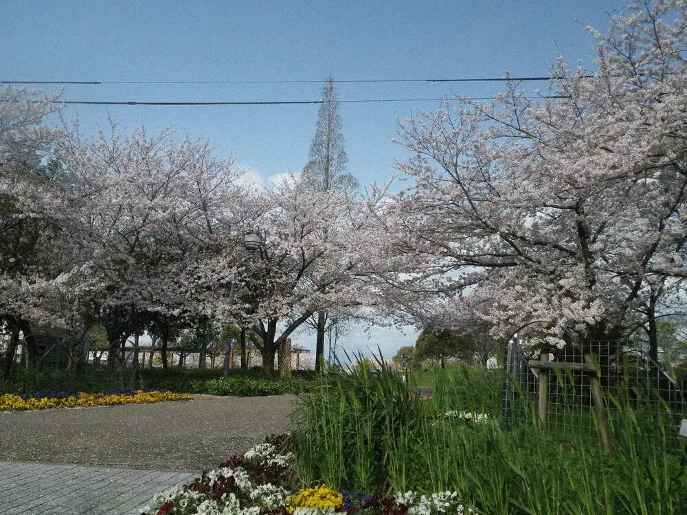 Kẻ thù của hoa anh đào tăng nhanh ở Nagoya Cảnh báo sâu đục thân cánh đỏ cổ đen