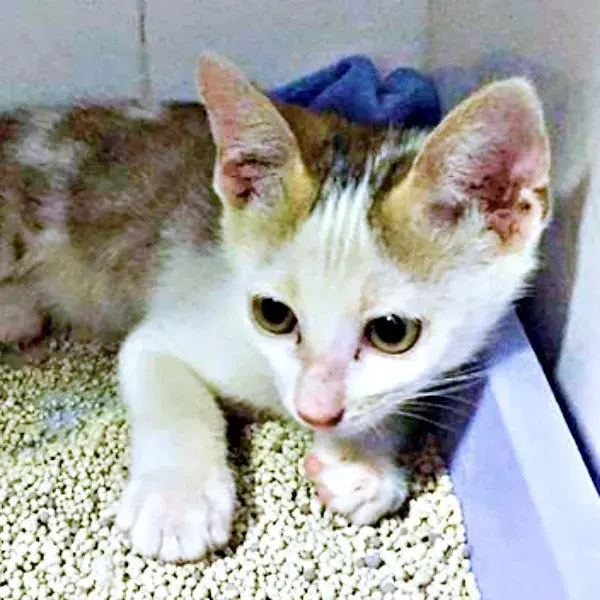 Mèo con Việt yếu ớt vượt ngàn dặm sang Nhật, thành thành viên khó tính mà đáng yêu