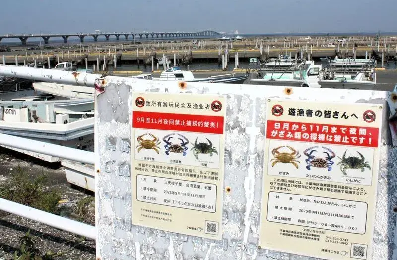 Người nước ngoài bắt cua xanh tăng vọt ở Kisarazu